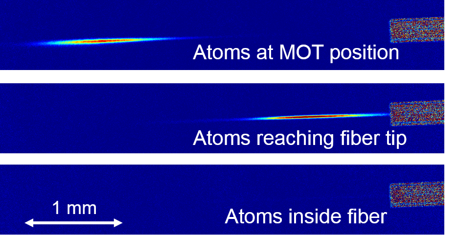 Cold Rubidium atoms are transported inside the fiber (fiber tip visible on the right-hand side) using an optical conveyor belt.